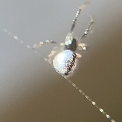 Argyrodes elevatus