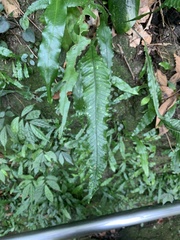 Leptochilus wrightii