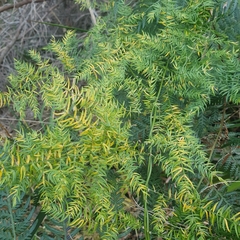 Asparagus scandens