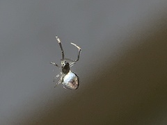 Argyrodes elevatus