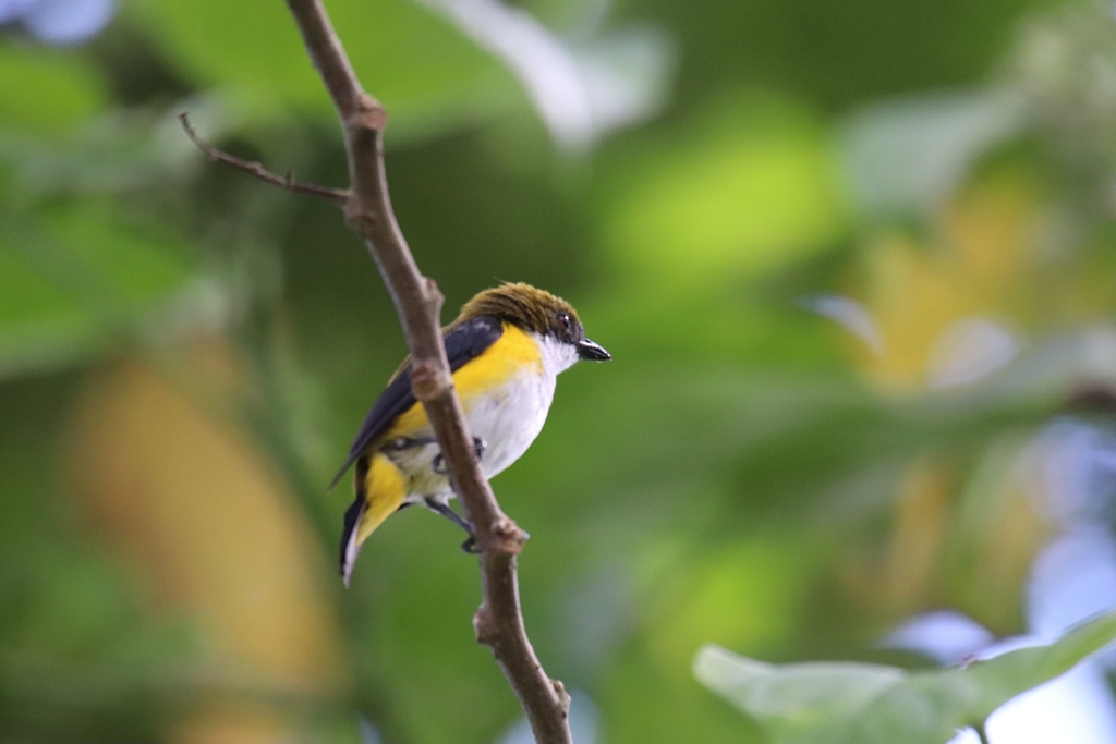 Yellow-Sided Flowerpecker
