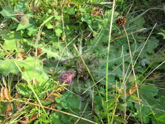 Cirsium acaule esculentum