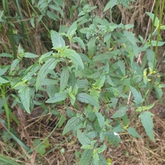 Prostanthera lasianthos