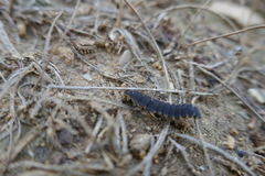 Nyctophila reichii