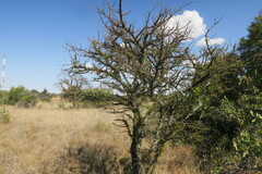 Ormocarpum trichocarpum