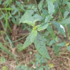 Prostanthera lasianthos