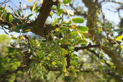 Ormocarpum trichocarpum