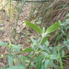 Prostanthera lasianthos