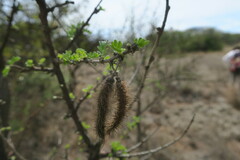 Ormocarpum trichocarpum