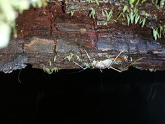 Pachyrhamma acanthocerum