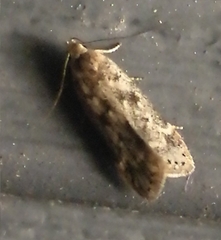 Anacampsis populella
