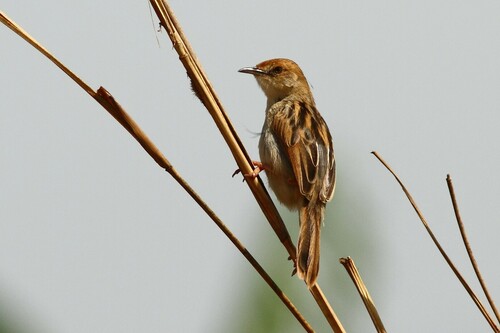Winding Cisticola