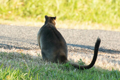 Dendrolagus lumholtzi