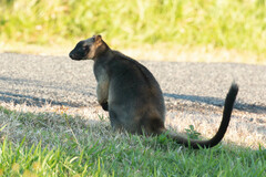 Dendrolagus lumholtzi