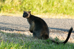 Dendrolagus lumholtzi