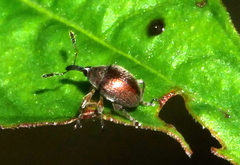 Nanophyinae