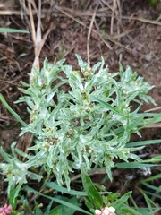 Gnaphalium uliginosum