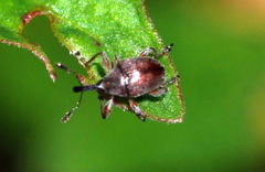 Nanophyinae