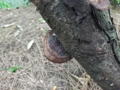 Hexagonia tenuis