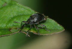 Nanophyinae