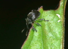 Nanophyinae