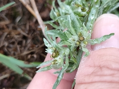 Gnaphalium uliginosum