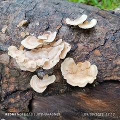 Trametes versicolor