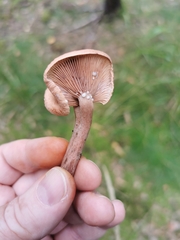 Lactarius camphoratus