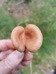 Lactarius camphoratus