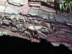 Pachyrhamma acanthocerum