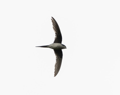 Hemiprocne longipennis