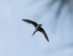 Hemiprocne longipennis