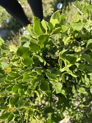 Osteospermum moniliferum
