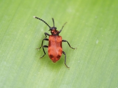 Lemodes coccinea
