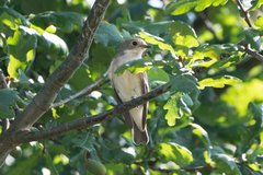 Ficedula hypoleuca
