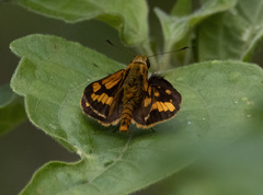 Taractrocera luzonensis