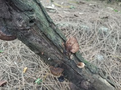 Hexagonia tenuis