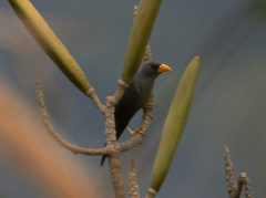 Scissirostrum dubium