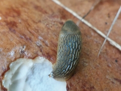 Arion circumscriptus