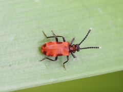 Lemodes coccinea
