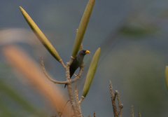 Scissirostrum dubium