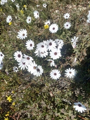 Dimorphotheca fruticosa