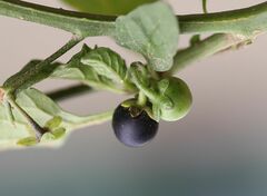 Solanum nigrum nigrum