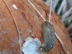 Arion circumscriptus