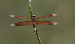 Neurothemis terminata