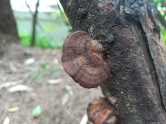 Hexagonia tenuis