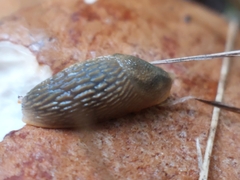 Arion circumscriptus