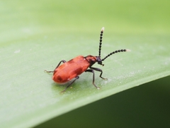 Lemodes coccinea