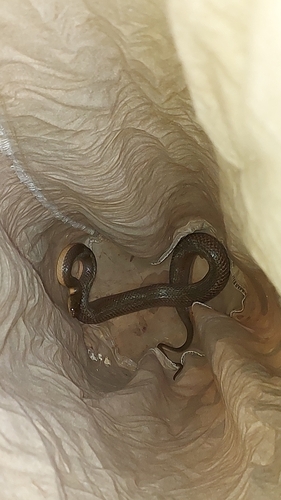 Olive keelback wart snake, Atretium schistosum