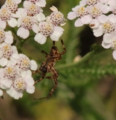 Araneus quadratus